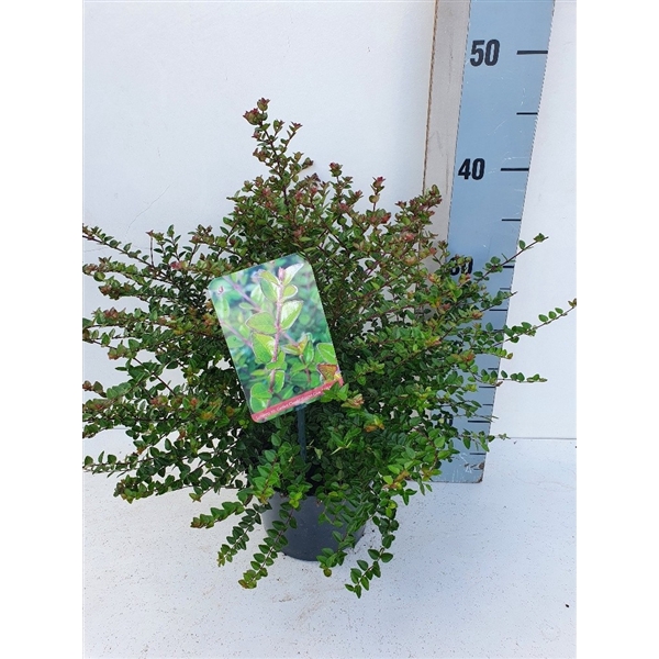 <h4>Lonicera nit. Garden Clouds 'Copper Glow'</h4>