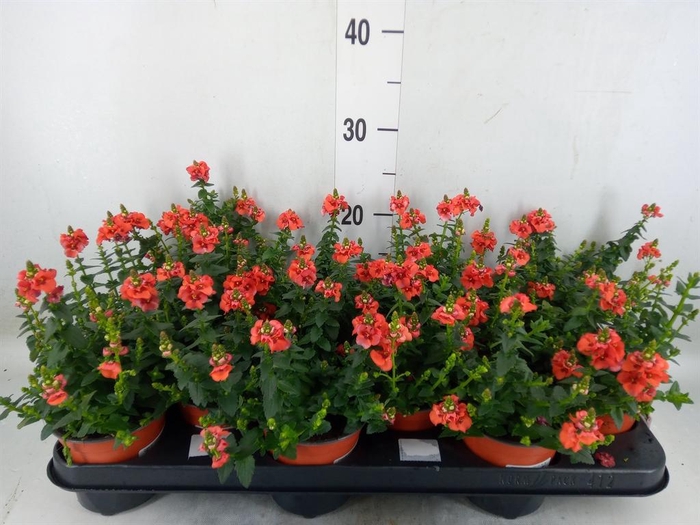 <h4>Diascia ...</h4>