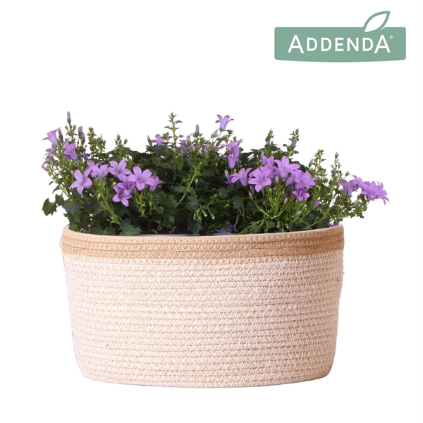 <h4>Campanula Addenda Ambella lavender in Basket white</h4>