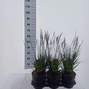 Molinia caerulea