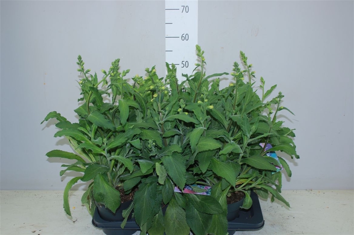 <h4>Digitalis Purpurea Hanabee Rose</h4>