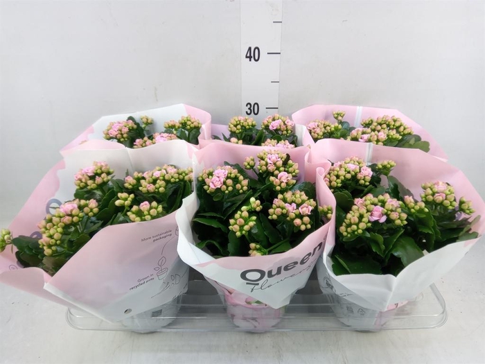 <h4>Kalanchoe 'MoreFlow Lillian'</h4>