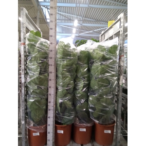 Ficus lyrata