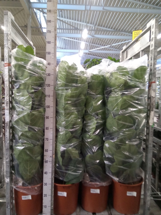 <h4>Ficus lyrata</h4>