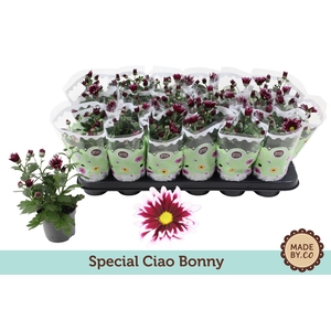 Chrysant Ciao Bonny