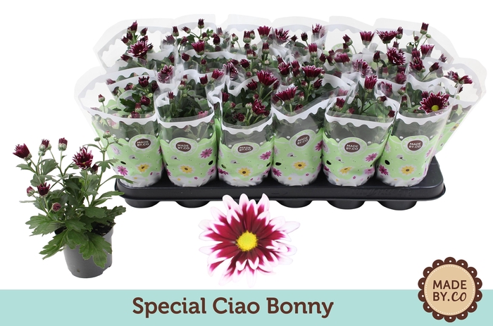 <h4>Chrysant Ciao Bonny</h4>