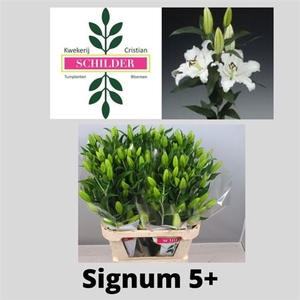 Li Or Signum