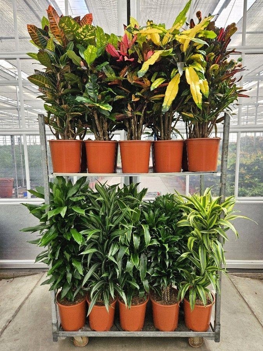 <h4>Mixkar Croton & Dracaena Fragrans</h4>