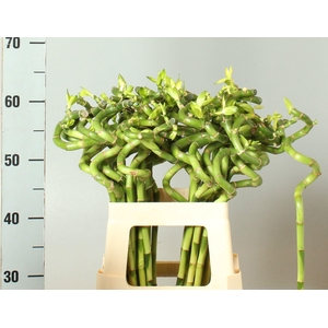 DRAC LUCKY BAMBOO