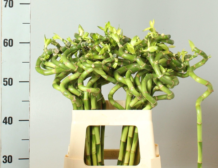 <h4>DRAC LUCKY BAMBOO</h4>