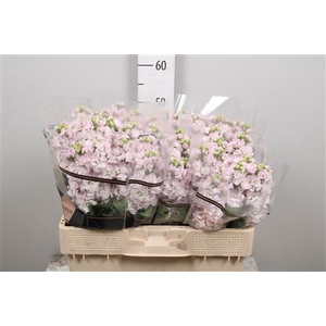 Matth Stox Silver
