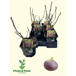 FICUS CAR BROWN TURK
