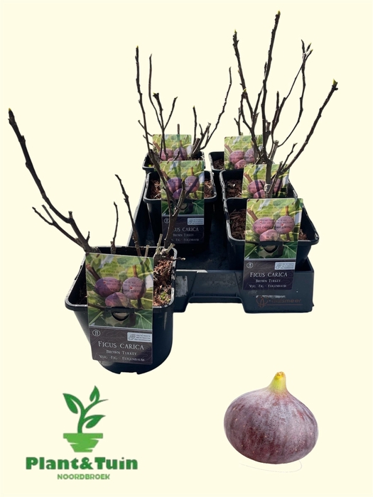 <h4>FICUS CAR BROWN TURK</h4>