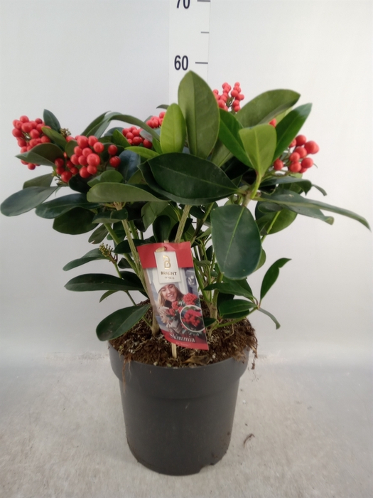 <h4>Skimmia jap. 'Veitchii'</h4>