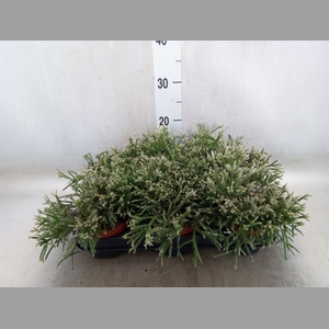 Rhipsalis pilocarpa