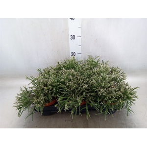 Rhipsalis pilocarpa