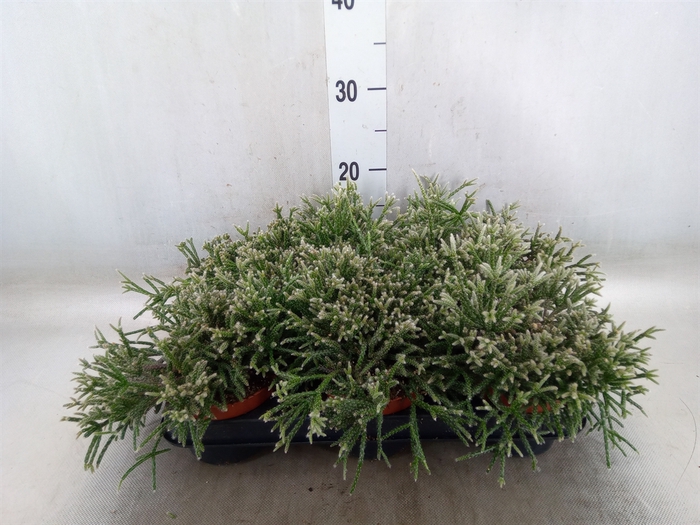 <h4>Rhipsalis pilocarpa</h4>