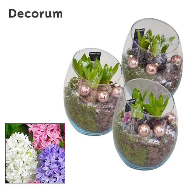 <h4>Arrangementen Hyacinthus 6%</h4>