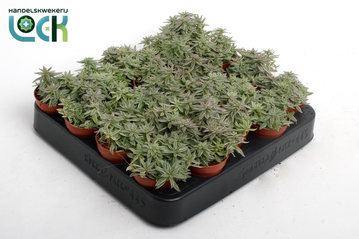 <h4>Peperomia Sprinkle</h4>