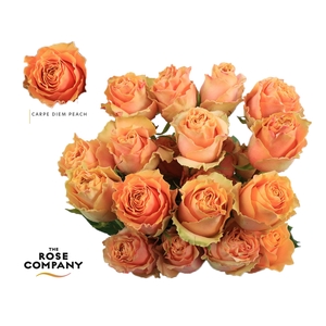 Rosa Ec Carpe Diem Peach