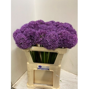 ALLIUM GLOBEMASTER