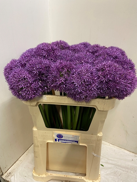 <h4>ALLIUM GLOBEMASTER</h4>
