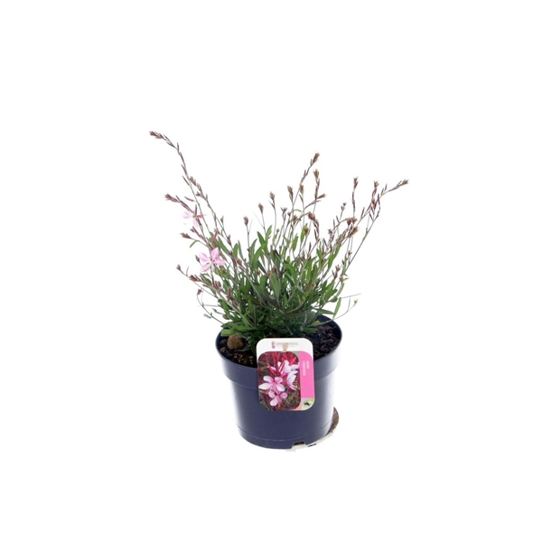 <h4>Gaura lind. Geyser Pink</h4>