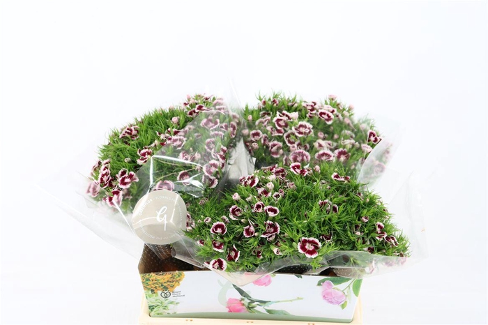 <h4>Di Barb Breanthus Roi Bicolor Red White</h4>