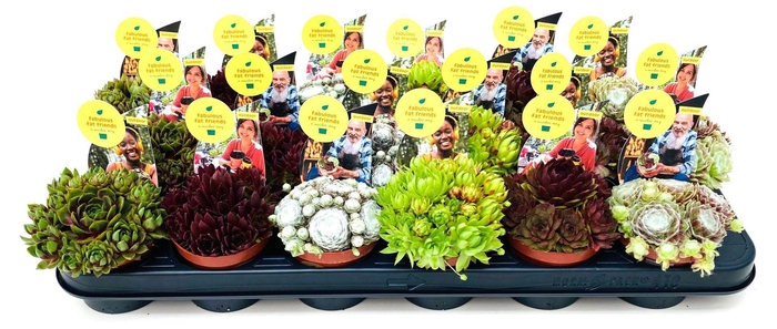 <h4>Sempervivum Mix</h4>