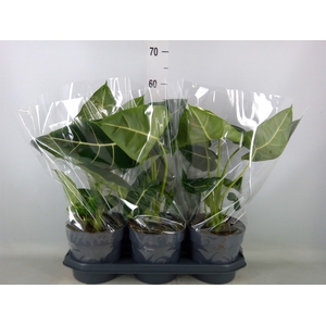 Alocasia   ...