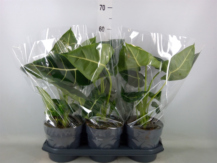 <h4>Alocasia   ...</h4>