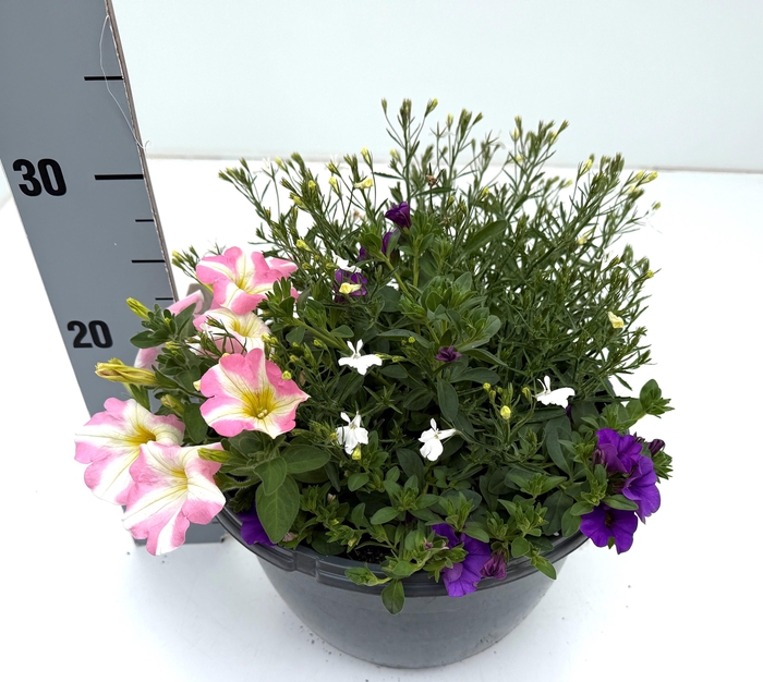 <h4>PERKPL GEM IN POT</h4>