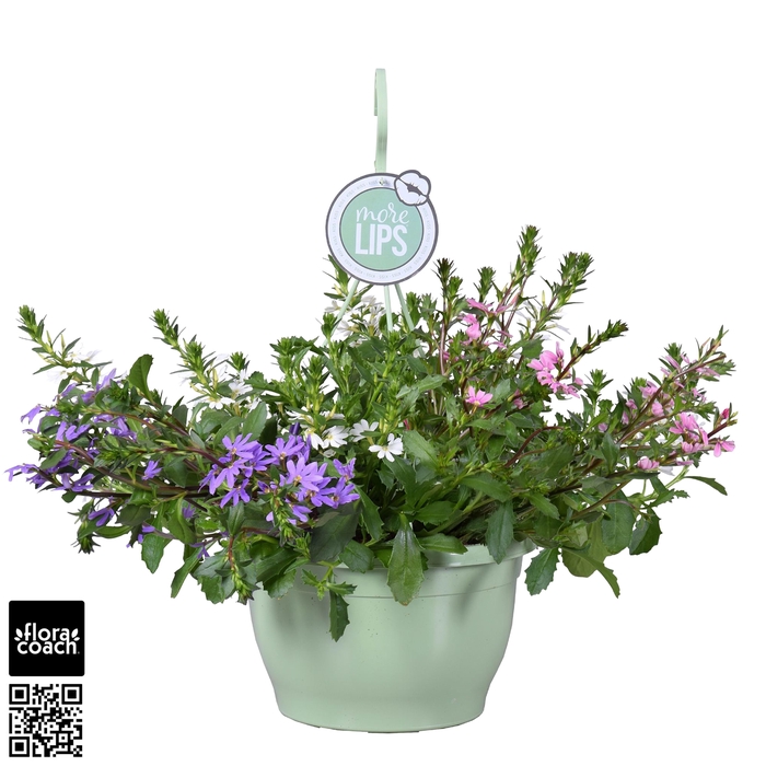 <h4>MoreLIPS® Scaevola aemula Trio</h4>