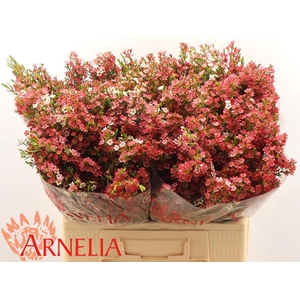 CHAME UN MY SWEET 16