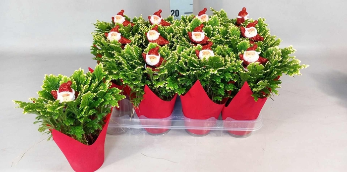 <h4>SELAG M JORI</h4>