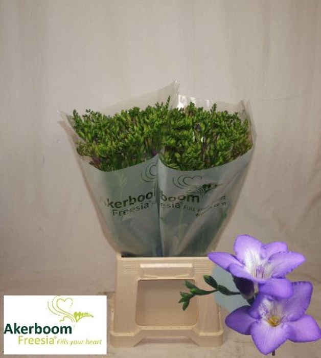 <h4>Freesia enk Palermo</h4>