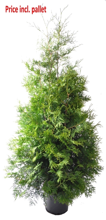 <h4>Thuja occ. Brabant, plantmaat 160-180 cm - Rondgestoken - PALLET</h4>