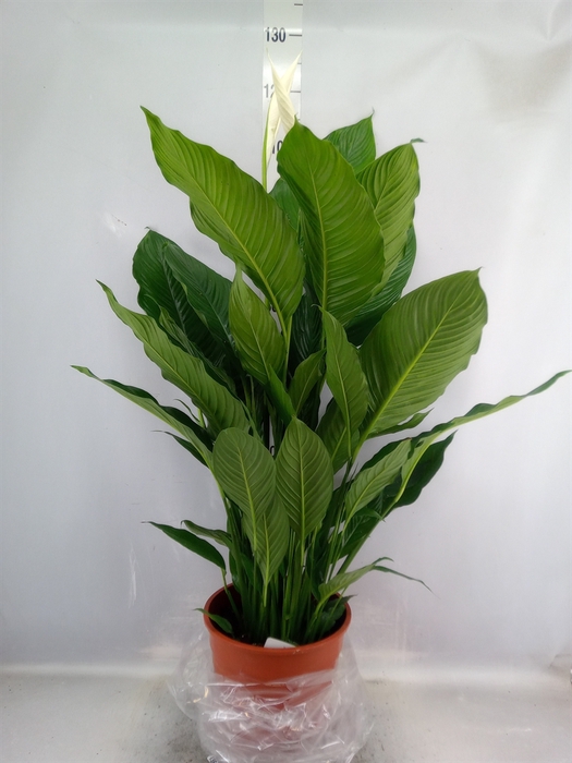 <h4>Spathiphyllum  'Sweet Sebastiano'</h4>