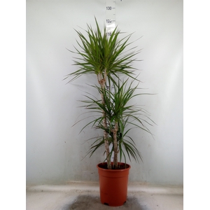Dracaena marg.