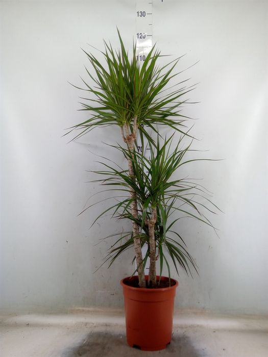 <h4>Dracaena marg.</h4>
