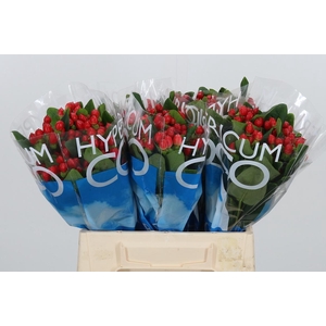 Hyp Coco Diablo
