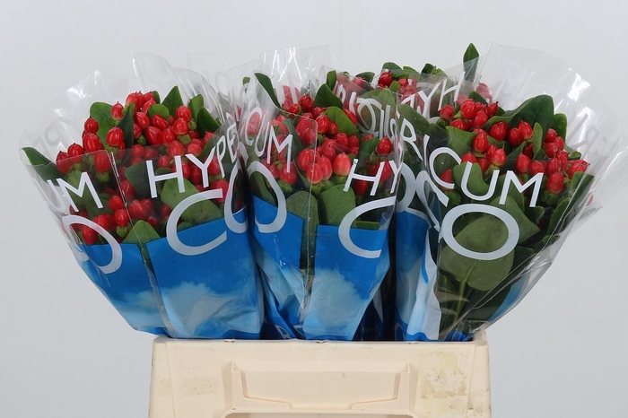 <h4>Hyp Coco Diablo</h4>
