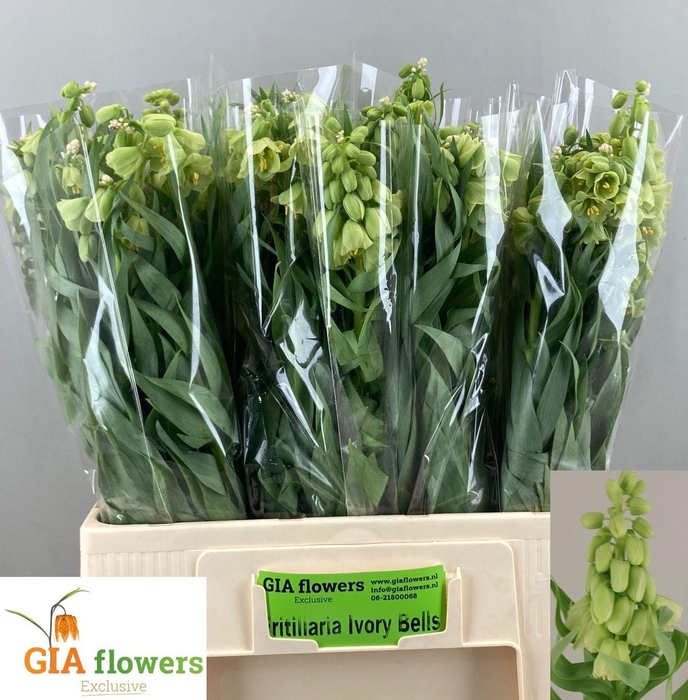 <h4>FRIT IVORY BELLS</h4>