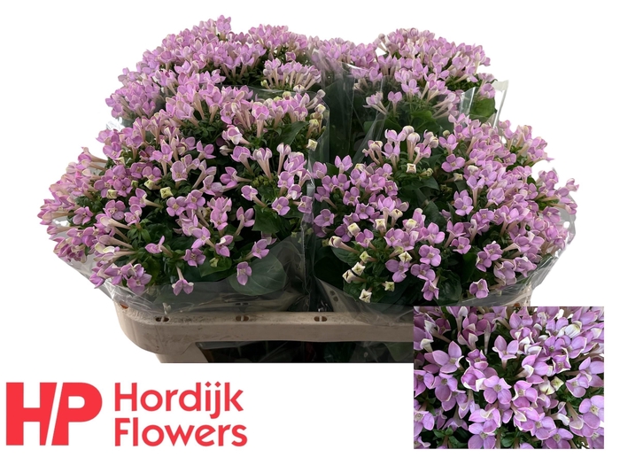 <h4>BOU EN NAOMI</h4>