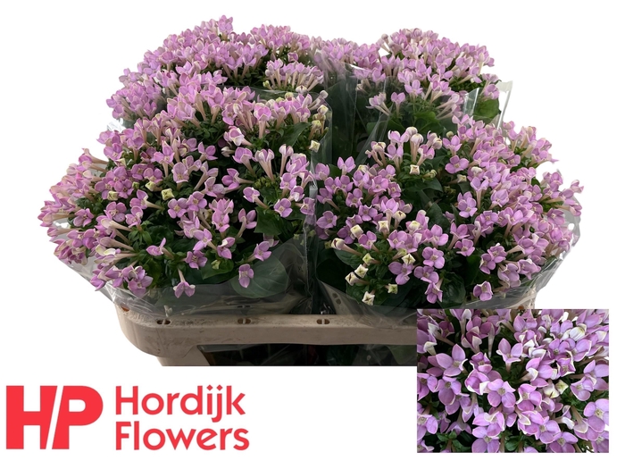 <h4>BOU EN NAOMI</h4>