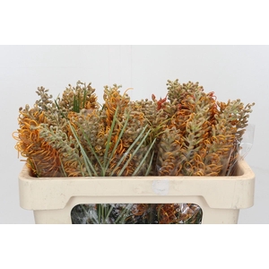 Grevillea 'Sandra Gordon'