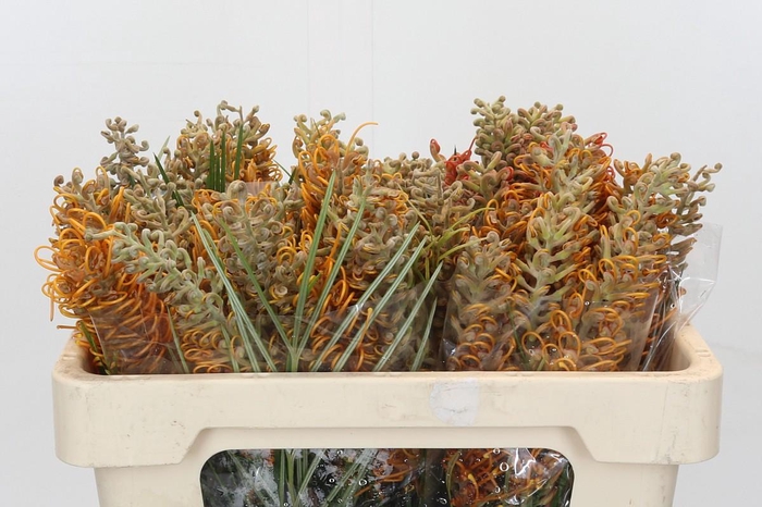 Grevillea 'Sandra Gordon'