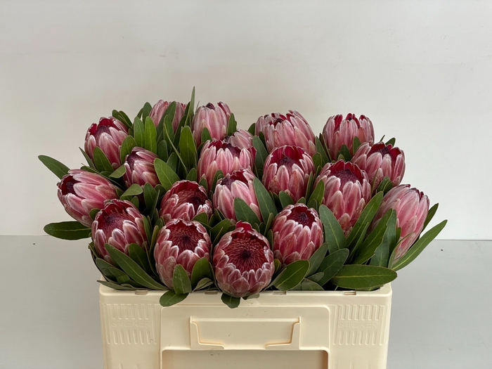 <h4>PROTEA PINK ICE</h4>