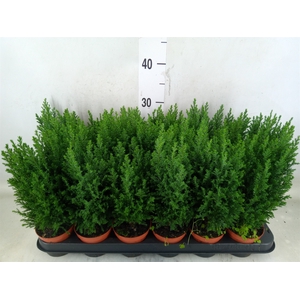 Chamaecyparis laws. 'Ellwoodii'