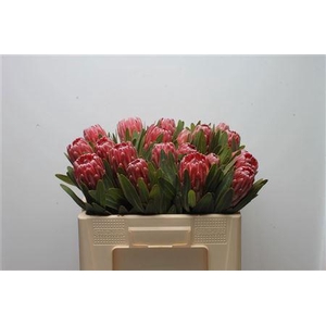 PROTEA LANCELOT